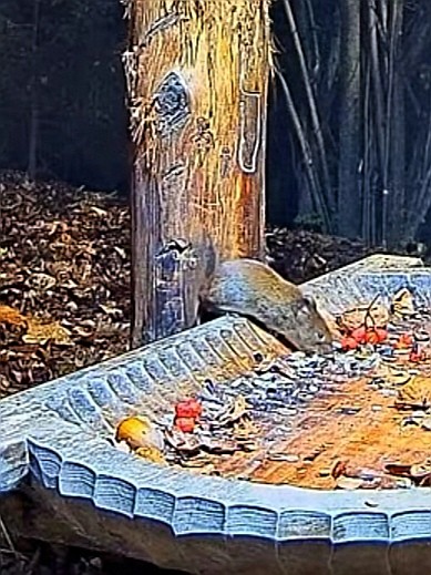 livebirdspoland_9dddf1d82ddec8f567892a0befe0f423.jpg