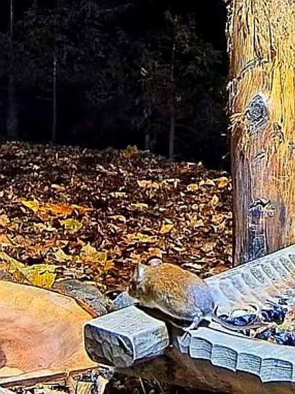 livebirdspoland_dcf981d22cb29094a10fd7c0dc2c6762.jpg