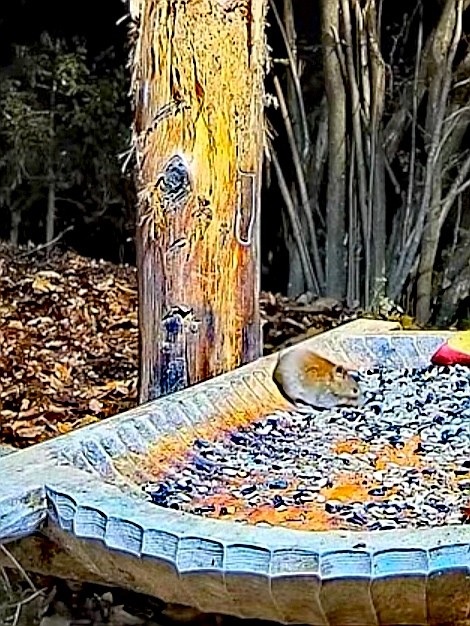 livebirdspoland_9f255fd507d1b69b9c7396c5e2a6deca.jpg