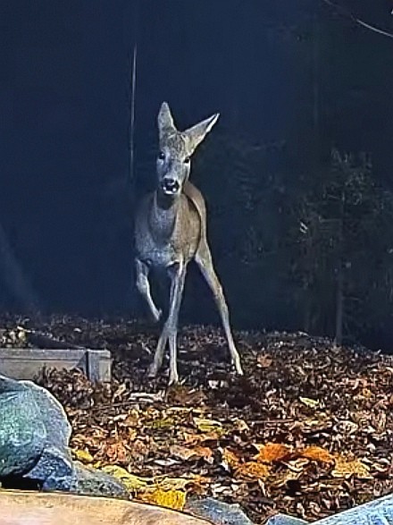 livebirdspoland_f97eb299df1faf4d2730c6359cfcc142.jpg