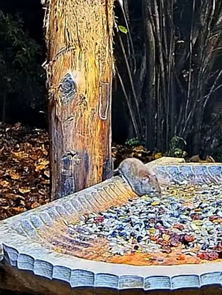 livebirdspoland_6c4f0721c961ea773711d34d67722b4a.jpg
