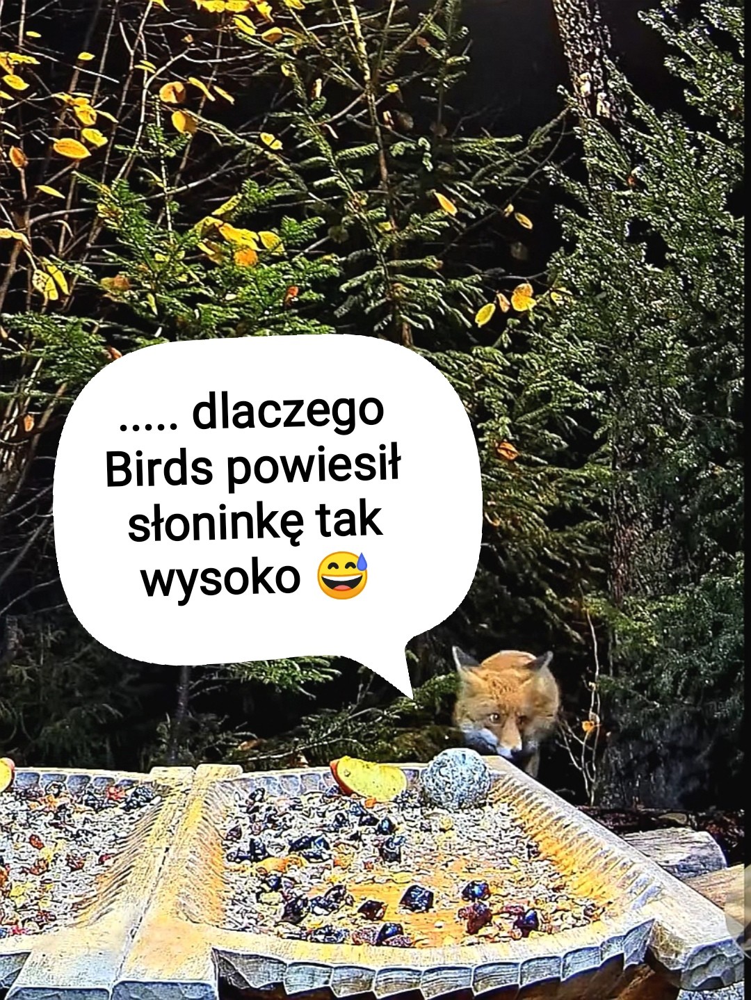 livebirdspoland_8ab24ee36358e23b1184c6e4d46718fa.jpg