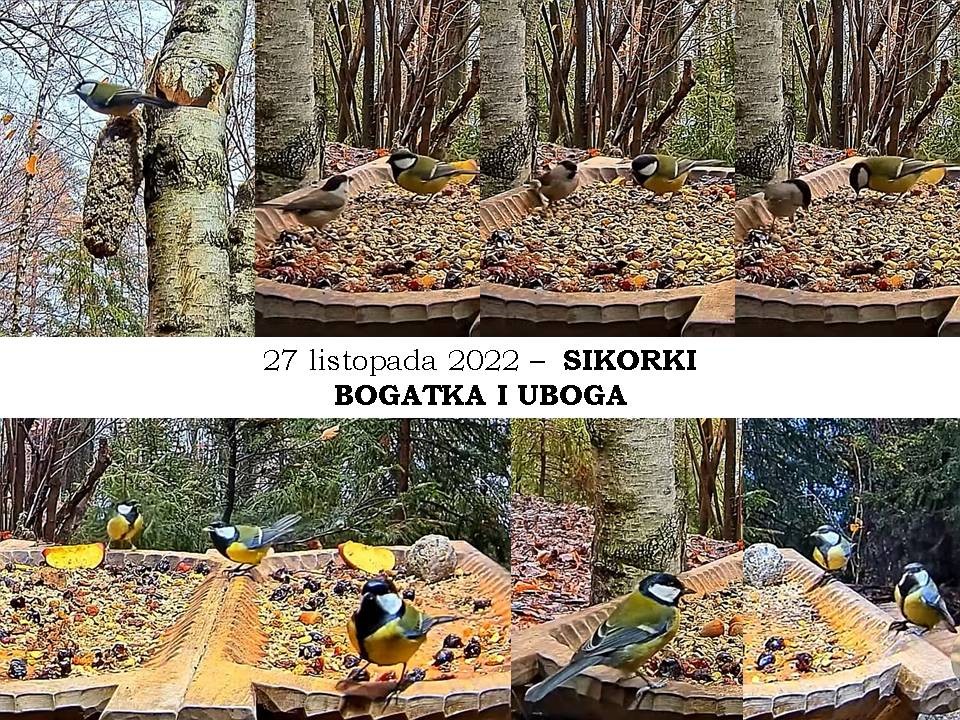 livebirdspoland_11c3a4e3f9b00e7e09e9488713ce75ec.jpg