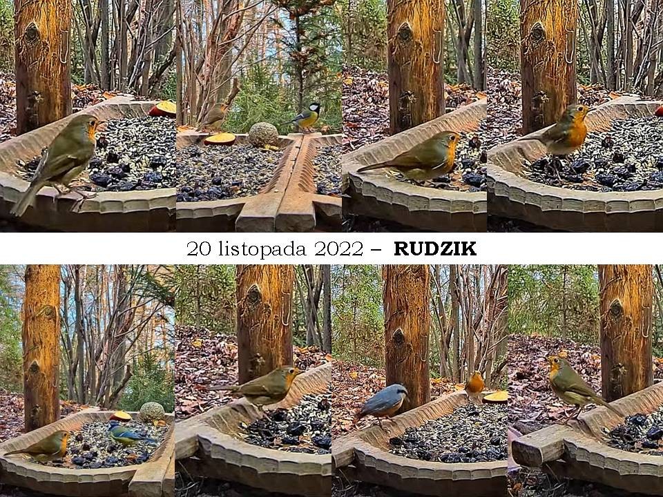 livebirdspoland_55595921fd02f5e604a35f08997b5cce.jpg
