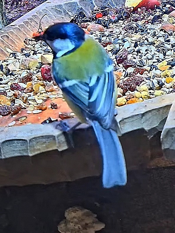 livebirdspoland_b89db1cb071063633eac7bca7c28826b.jpg