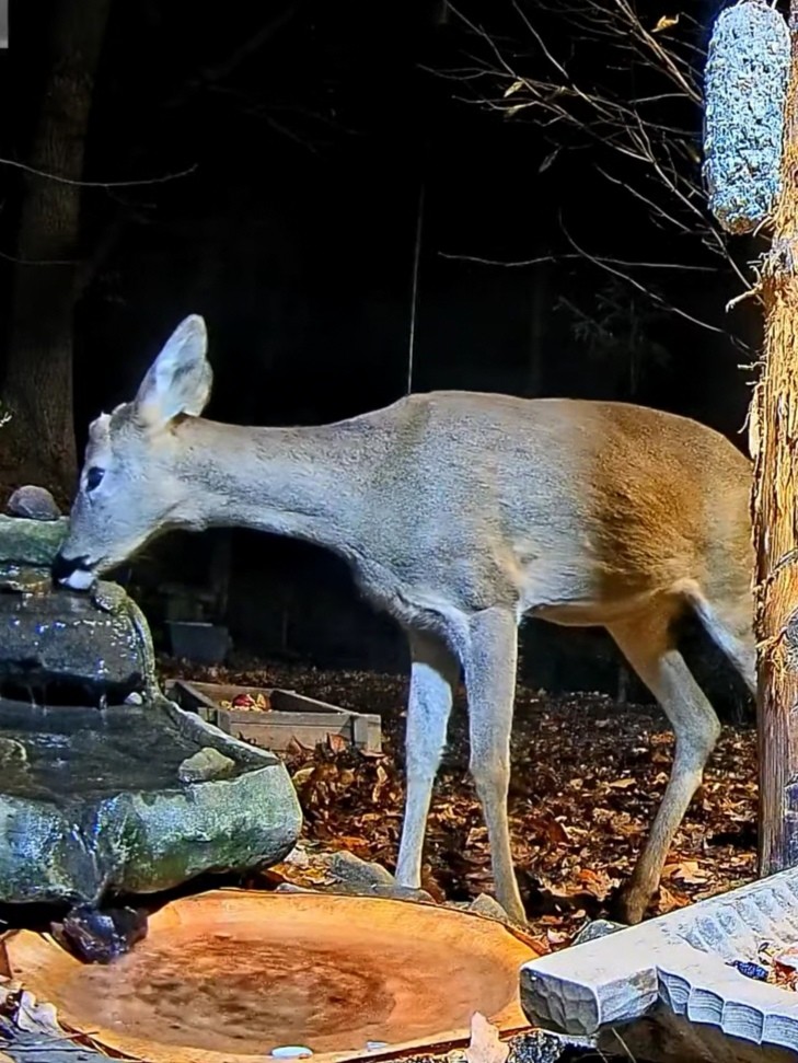 livebirdspoland_c03399cde5f1968a1b034609b43c27de.jpg