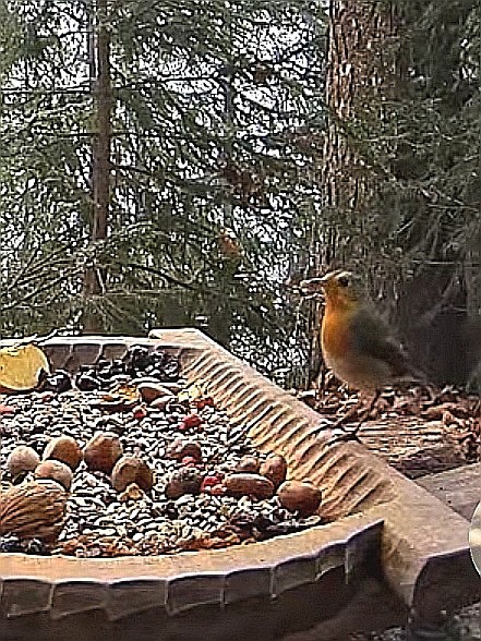 livebirdspoland_b2e96d436d7d482a751610e1351c17a0.jpg