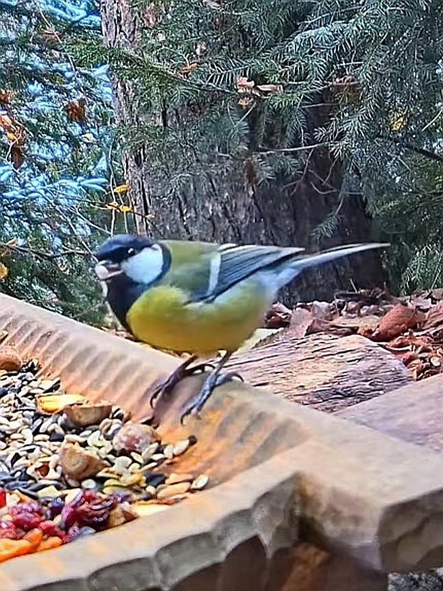 livebirdspoland_223467e72050e2ca00de853910d73f10.jpg