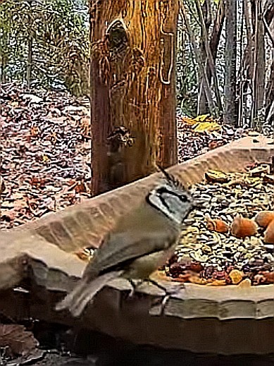 livebirdspoland_90e5ded0ca1f8f42016f754bd7042978.jpg