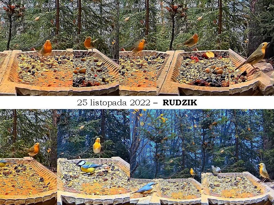 livebirdspoland_01ac0c8bd2f650ef200ec174b57b9d3e.jpg