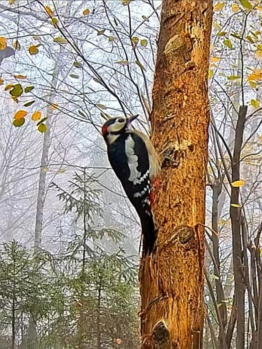 livebirdspoland_a8febfc83b9a8b4db485d43e6dbffec5.jpg