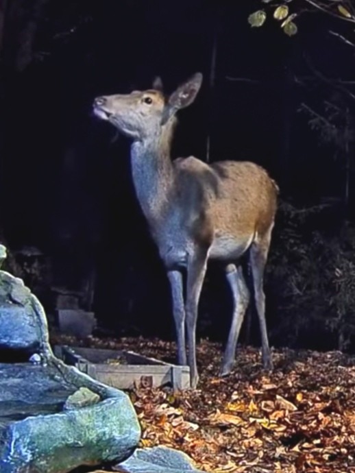 livebirdspoland_73388051a6c4396cfce423b92abc8b05.jpg