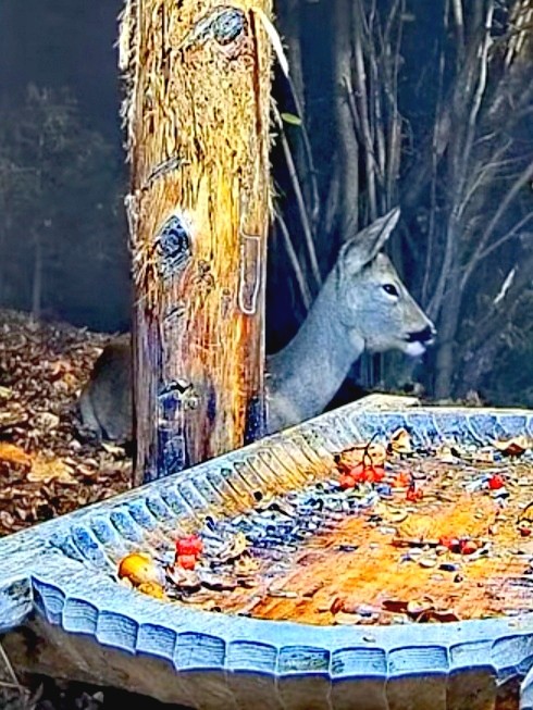 livebirdspoland_5c21f1e19e50f8e47826089f25d05810.jpg