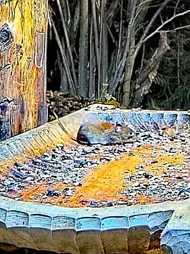 livebirdspoland_a037991f2e8bede4b52485bdeab0906d.jpg