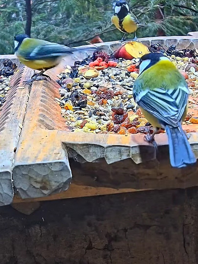 livebirdspoland_d046f4ad591090b348b1f48dd9097368.jpg