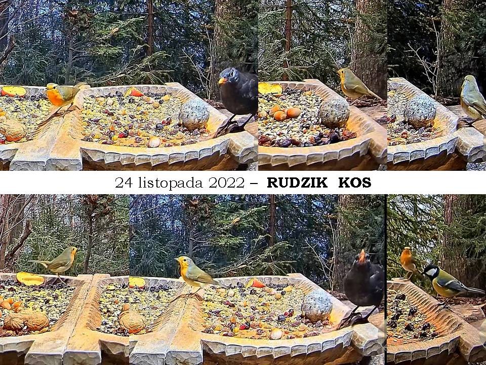 livebirdspoland_081f699b2f5b3f607da921dbea5a053d.jpg