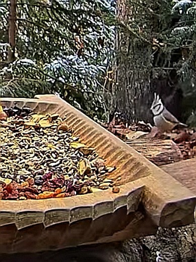 livebirdspoland_48e3182d496627a252d7e07fd2b47df2.jpg