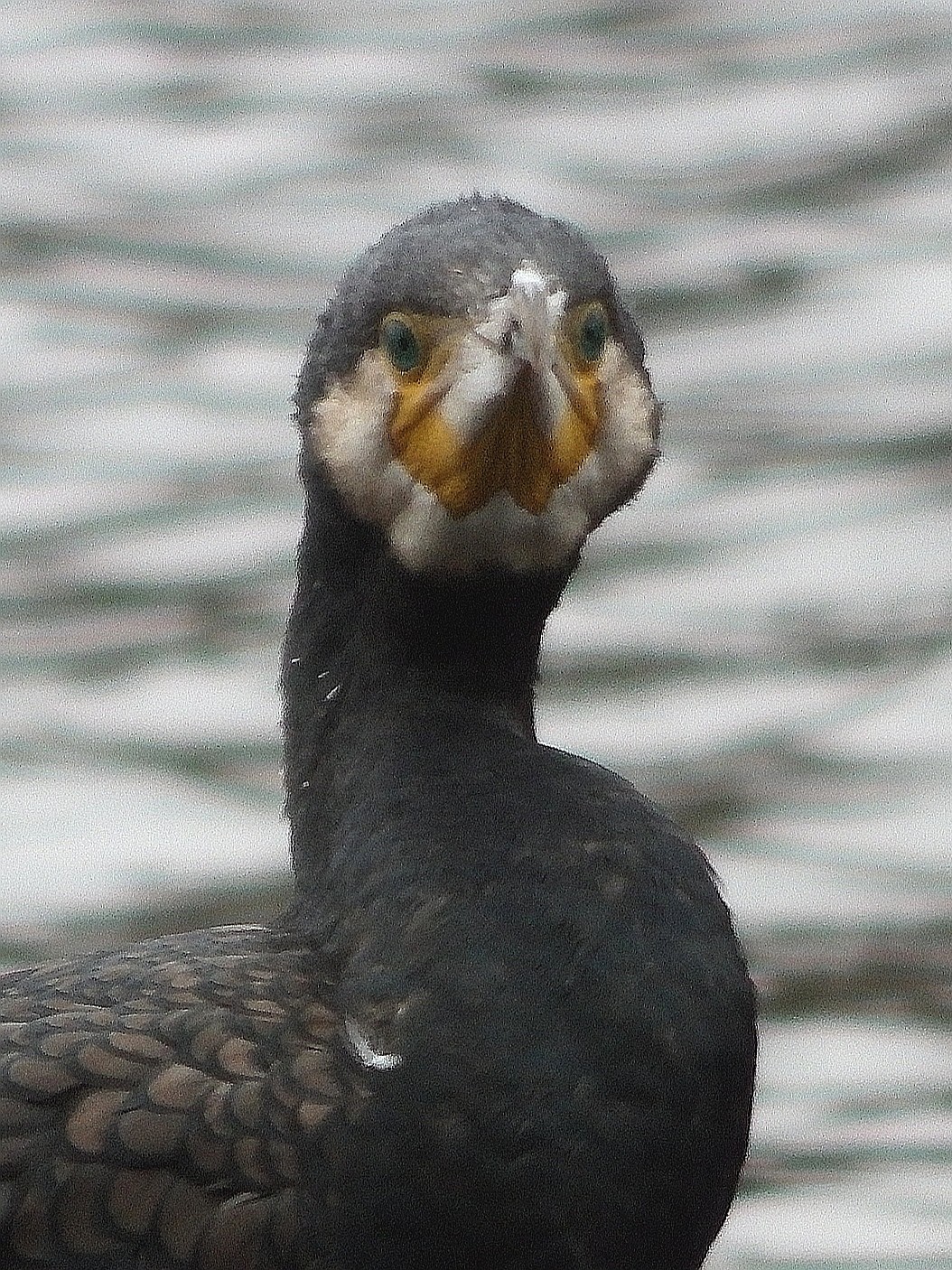 livebirdspoland_632115aabfba3c76d989a4b853004b26.jpg