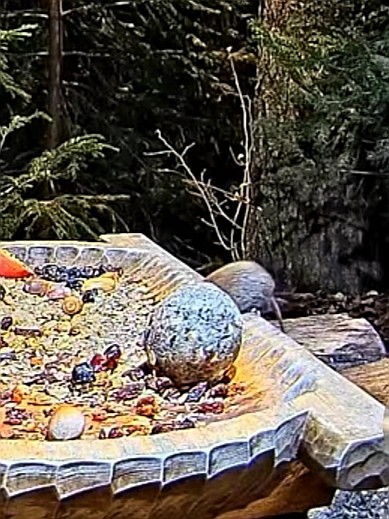 livebirdspoland_7ed4f454390bbc0e07993c843c5224ad.jpg
