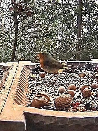 livebirdspoland_41a378ebfbc38052da7bfde9a90dec1b.jpg