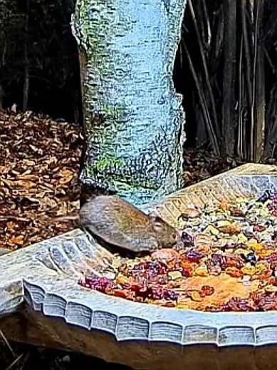 livebirdspoland_c6d70fa45fb32037f7c427b9e7dac2d1.jpg