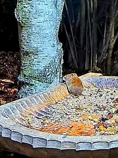 livebirdspoland_f5e8ffa6b63920465f357a96e138a91c.jpg