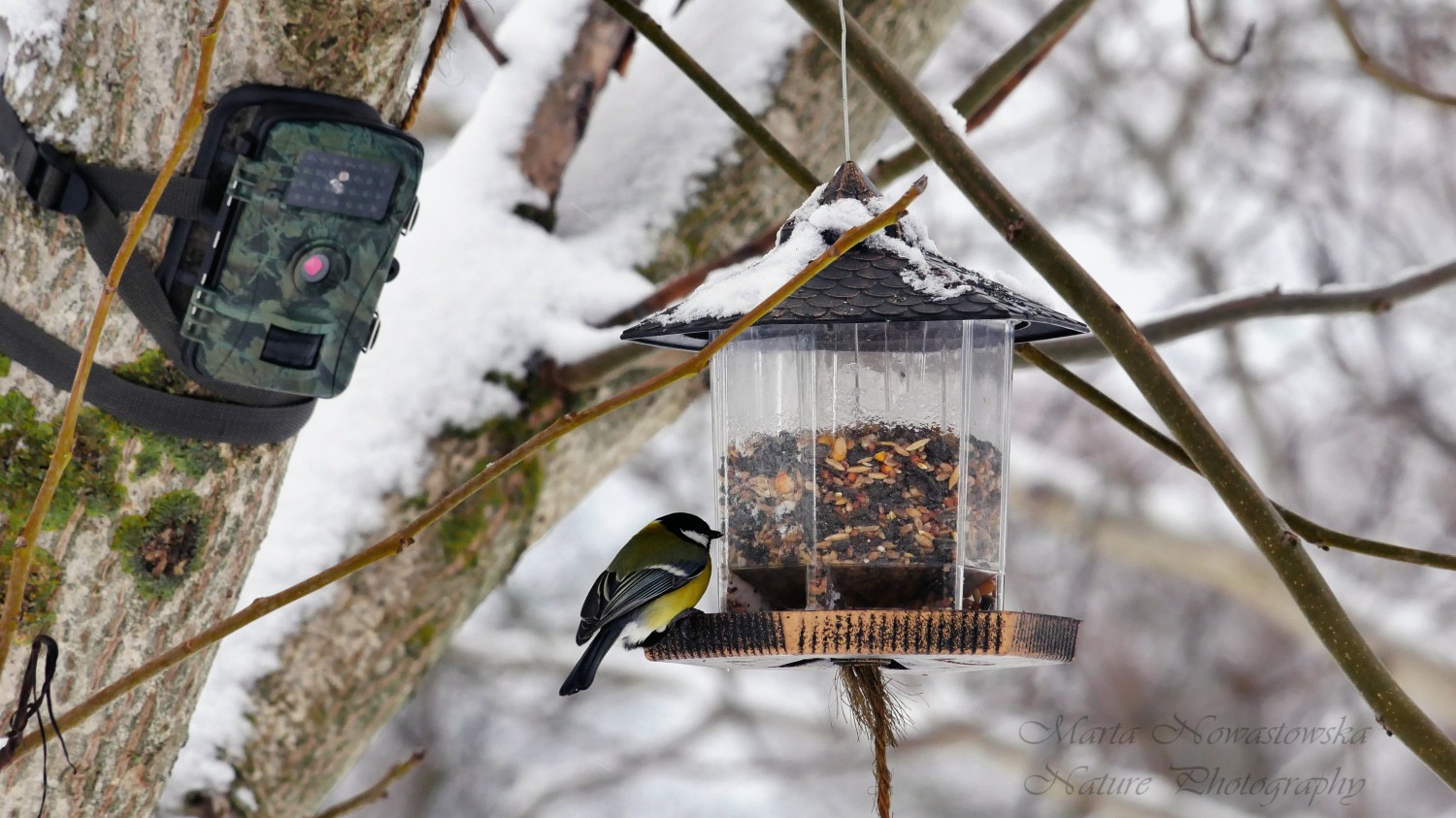 livebirdspoland_3f27fdee8d39e96dbdacdd9d770ce3c9.jpg