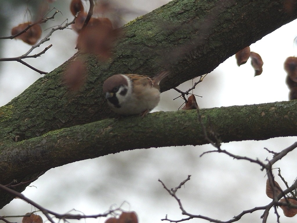 livebirdspoland_e3237710ecaa41e9f7727b7211014ecd.jpg