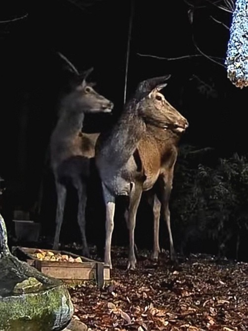 livebirdspoland_d593870f8808285e4fb80c4545ef7441.jpg