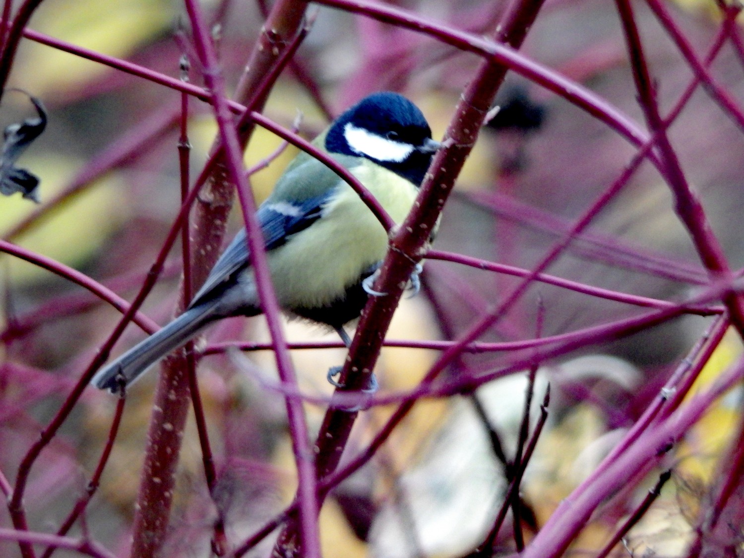 livebirdspoland_990d06bdbb24ed80ec85f3761d98450a.jpg