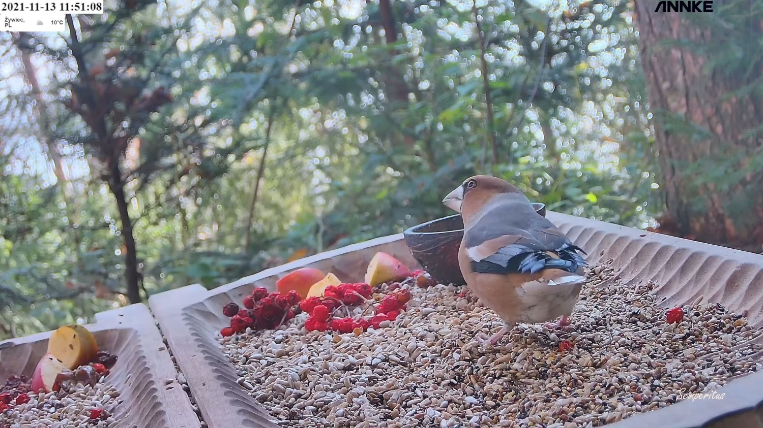 livebirdspoland_0bcdcdcdfd40edc3bd2208af8d4c9e4c.jpg