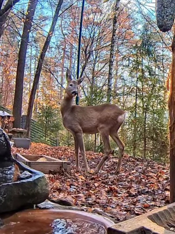livebirdspoland_6b461241e8aa21d238b3eb2f6b43588f.jpg