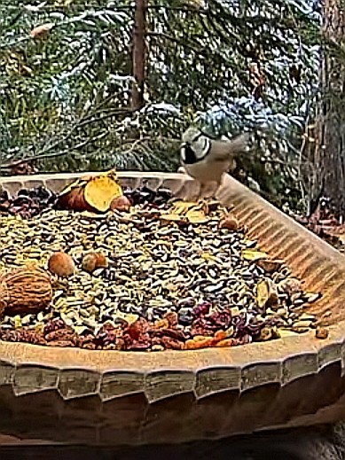 livebirdspoland_0ad6c631c702804759fbe11be91e0aab.jpg