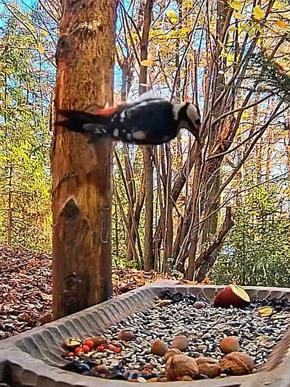 livebirdspoland_e05224f4c29a375624203b64a4f522e6.jpg