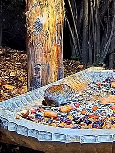 livebirdspoland_c6b8c341a65b26fd736d12d9fa0cdc3b.jpg