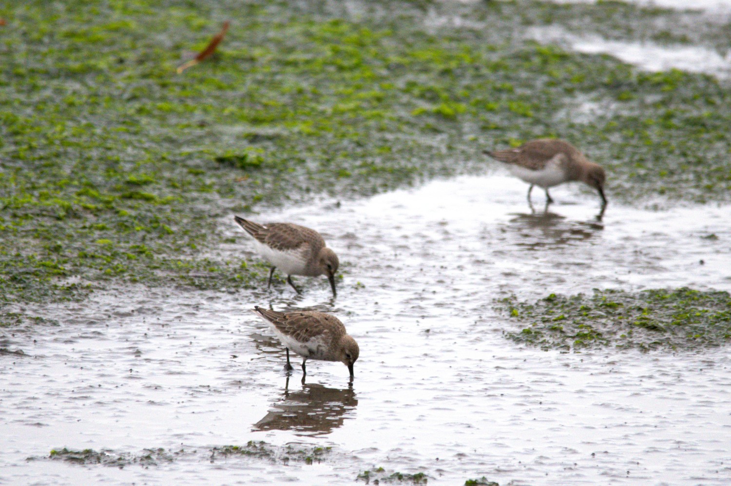 livebirdspoland_05c9ea574d8be9405ed050f481acdd68.jpg