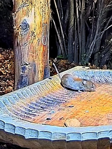 livebirdspoland_ede5243d00ab5952b486fd730b12d697.jpg