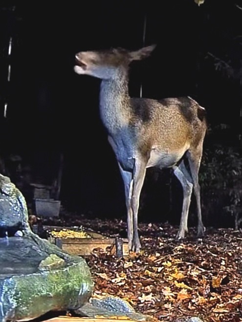 livebirdspoland_62fd1183aebeccefc56c6318e0303aa9.jpg