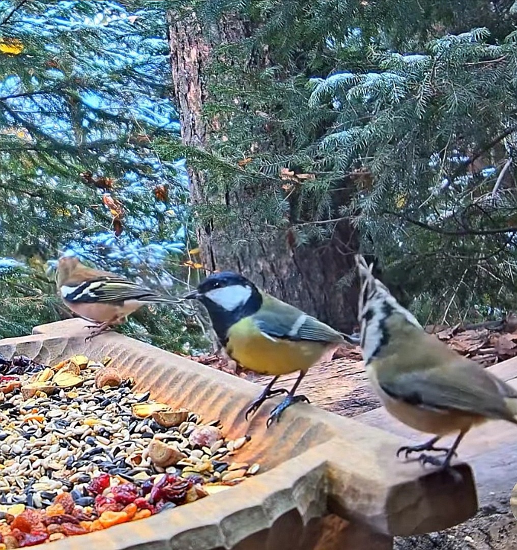 livebirdspoland_77e26926ca671530d822571896a0bd17.jpg
