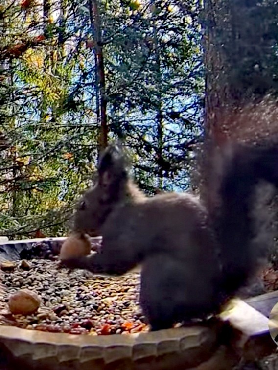 livebirdspoland_ab40a374806e2eb84e51abf16764237b.jpg