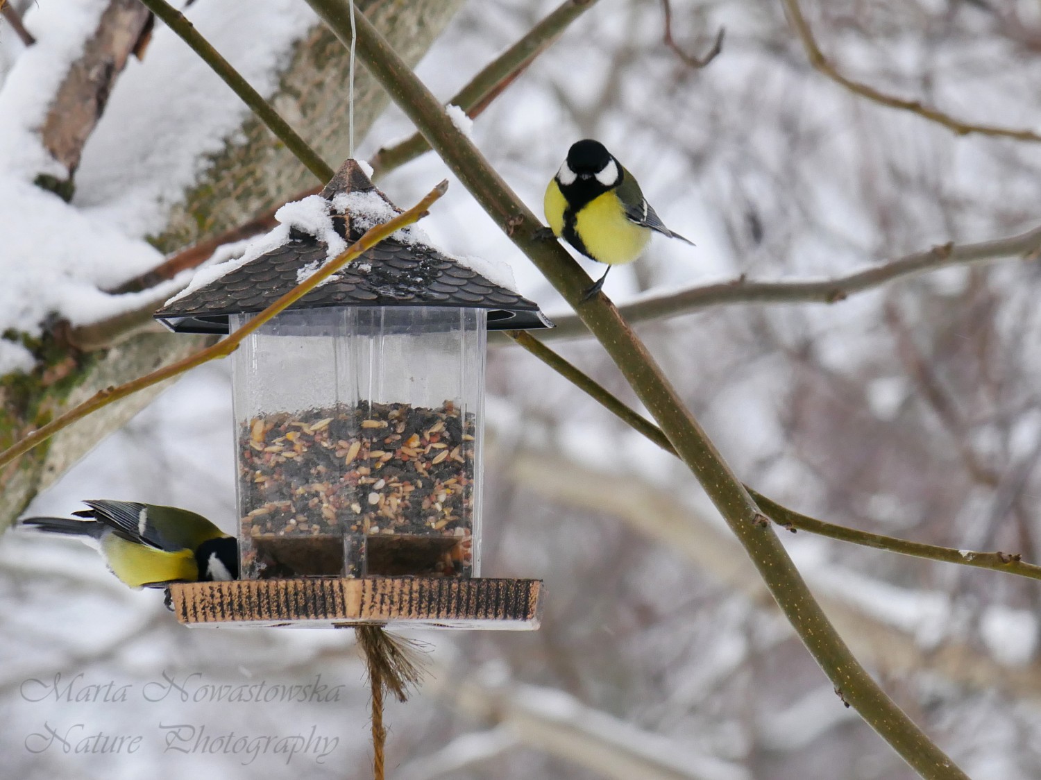 livebirdspoland_8d63a057ccb81e0d9e6bf169fc367f89.jpg
