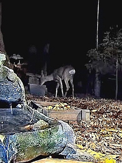 livebirdspoland_df03d7ae40fc5466a54c96c7252e7f8f.jpg