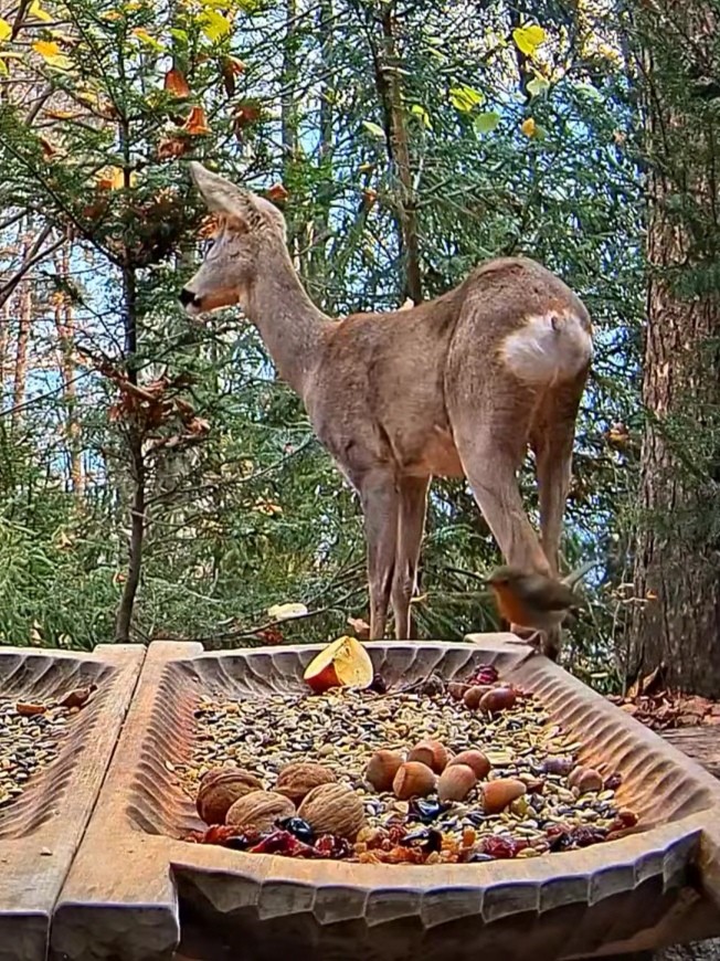 livebirdspoland_b6d7b33ee75bd4e18f46a07eb5a286b2.jpg