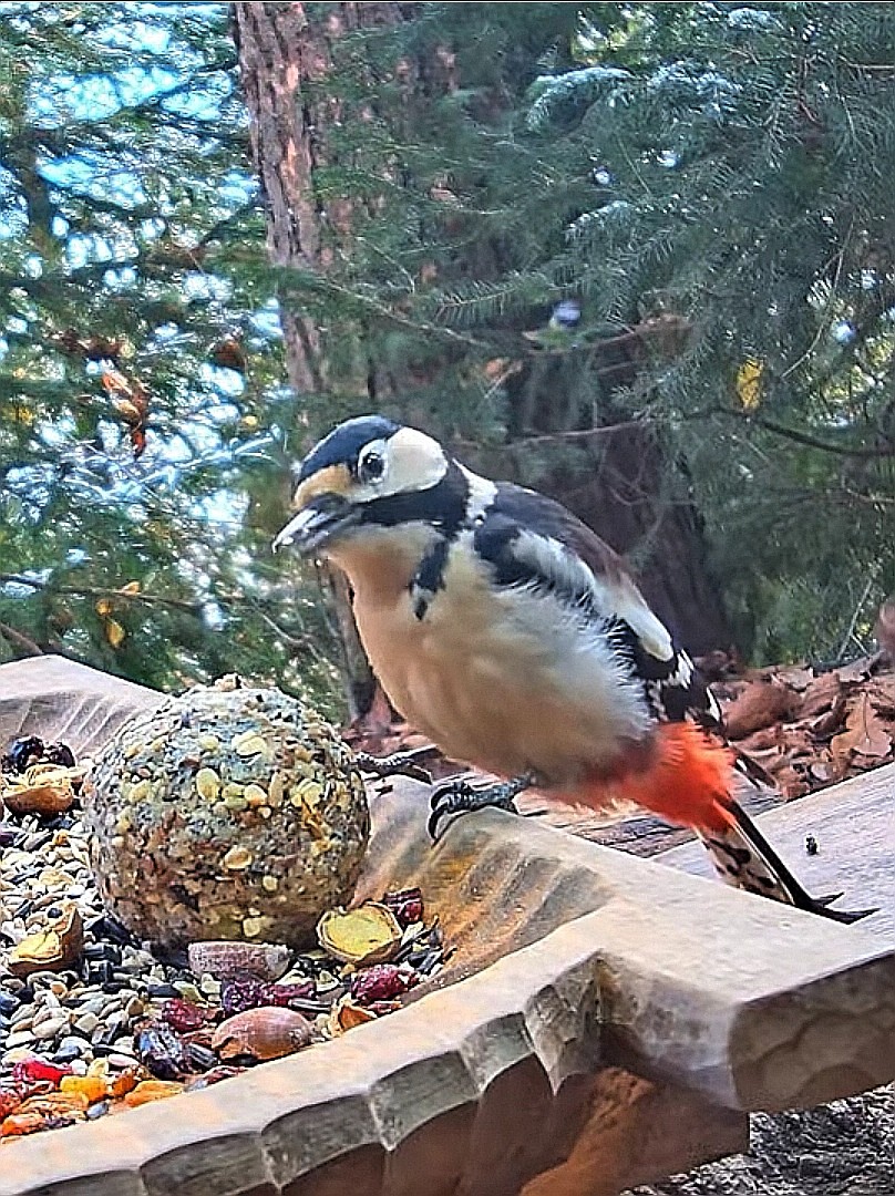 livebirdspoland_3a804aafbbbc8376d04a79857422aae1.jpg