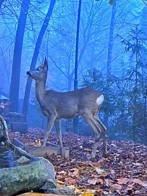 livebirdspoland_e9d835bb0badf775e358200438f665d7.jpg