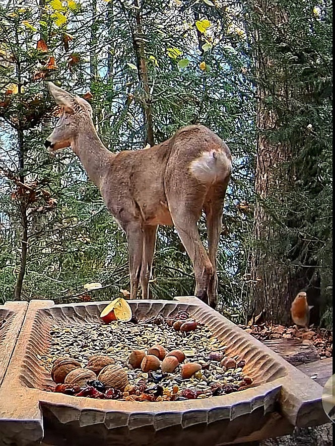 livebirdspoland_dae02128b22c7412108b80d3c4a2db4b.jpg