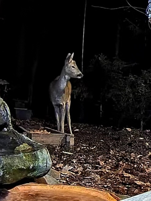 livebirdspoland_57d32e6fab65b4faa62a6ac3f331fdfb.jpg