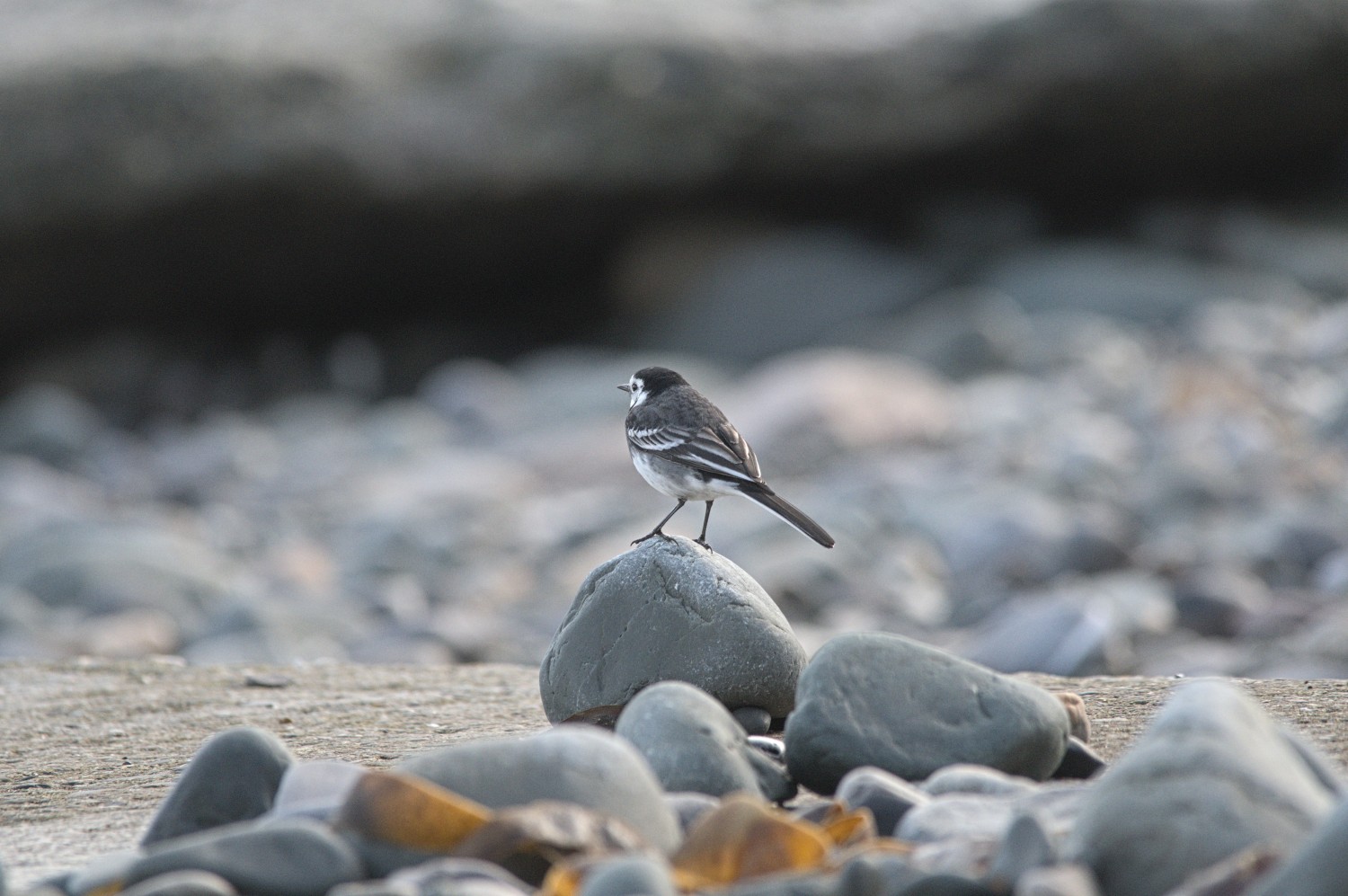 livebirdspoland_03f447b049f99d9a359b55c4ecfb6811.jpg