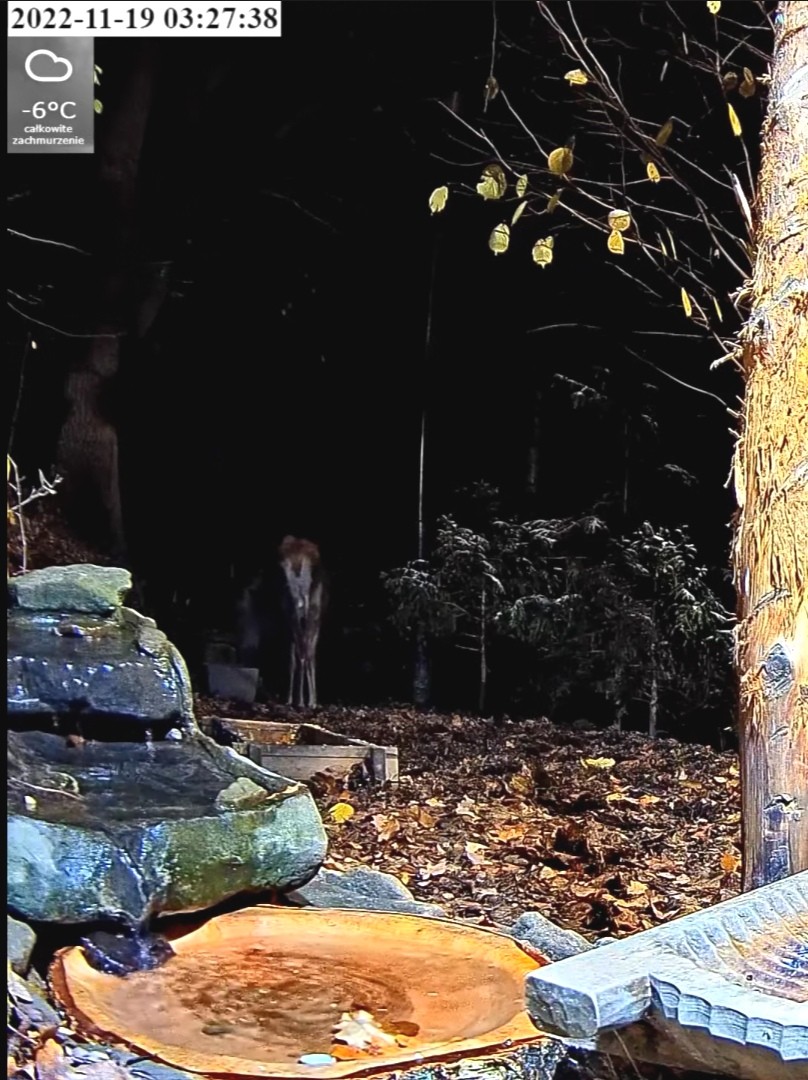 livebirdspoland_c2f32ac474303eb0f203d135859f2340.jpg