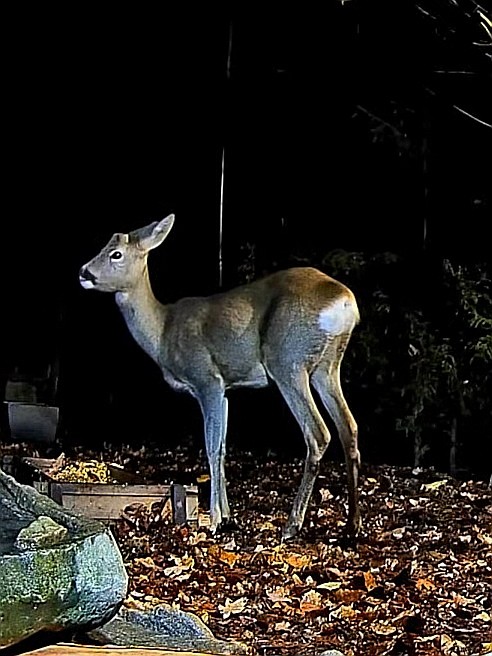 livebirdspoland_f6609d5c8412b9eb25663970c8b64098.jpg